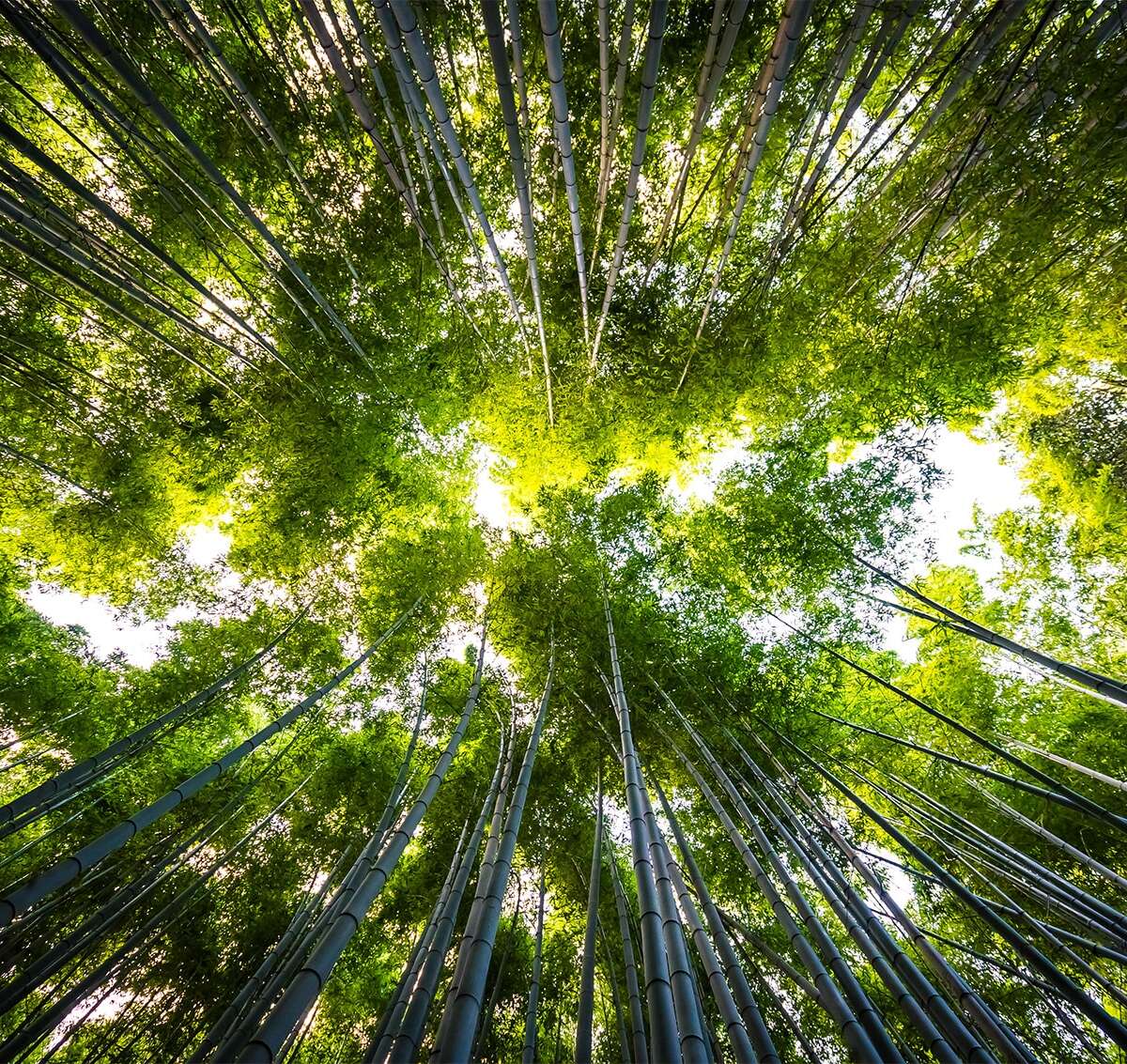 Responsabilité environnementale Forêt pleins d'arbres vue du dessous