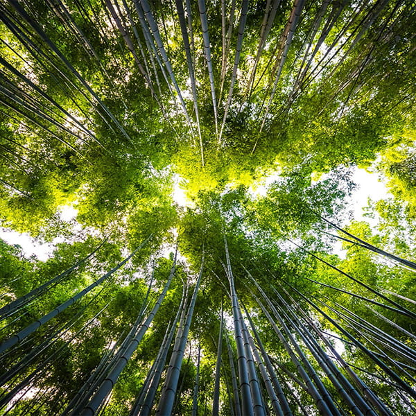 Forêt pleins d'arbres vue du dessous